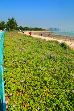 深圳灣公園