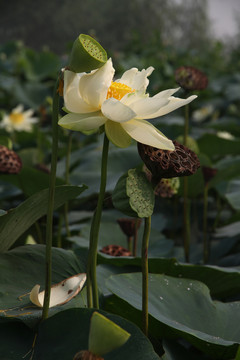 荷花