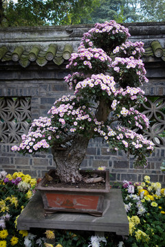 菊花盆景