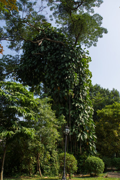 樹(shù)和藤