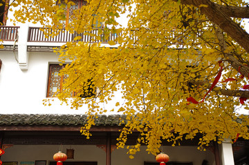 銀杏 農(nóng)家樂(lè)