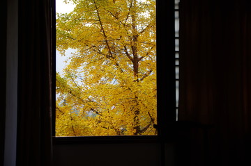 銀杏 農(nóng)家樂