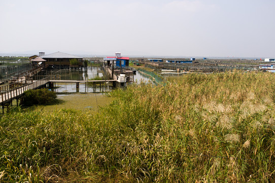 太湖水产养殖