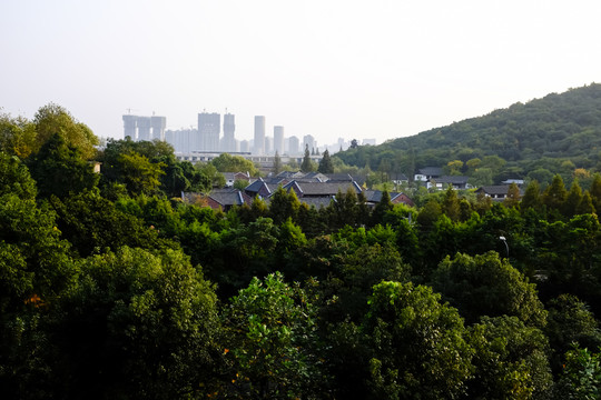 森林中的城市