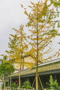 銀杏