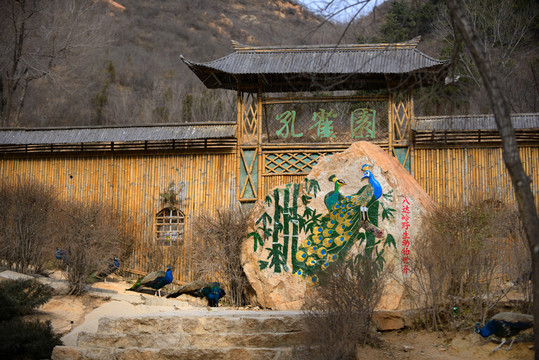 野生動物世界孔雀園
