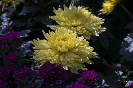 菊展上的黃菊