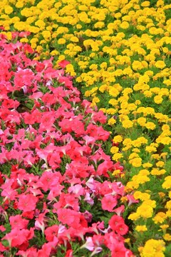 花圃