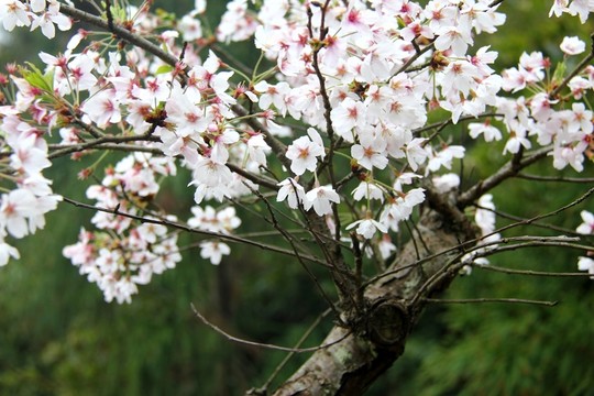 櫻花