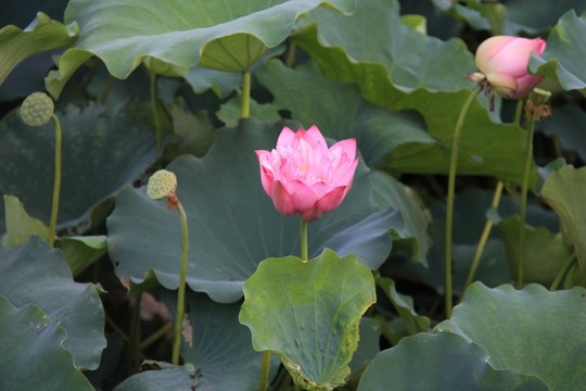 荷花