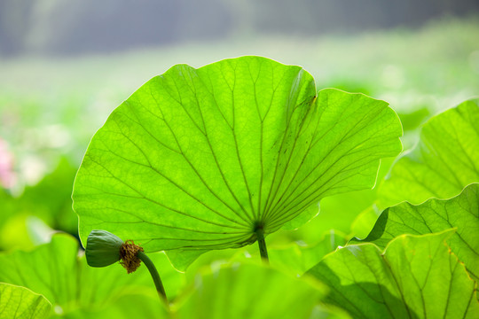 荷葉高清圖