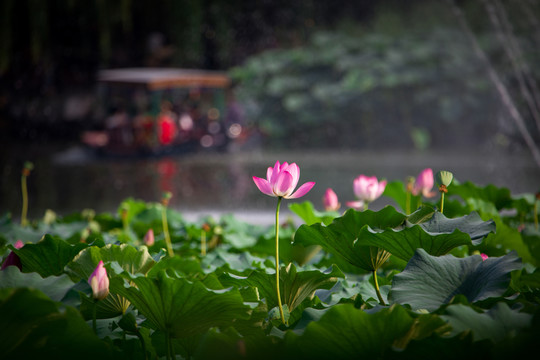 圓明園荷花高清圖