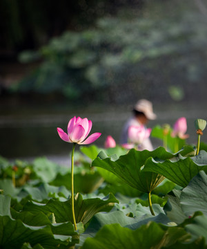 圓明園荷花高清圖
