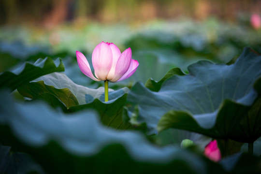 圓明園荷花高清圖