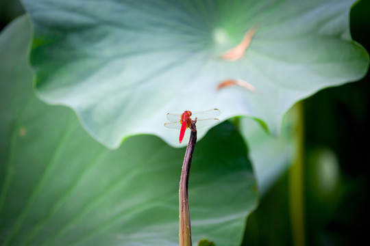 蜻蜓高清圖