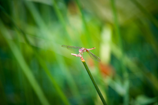 蜻蜓高清圖