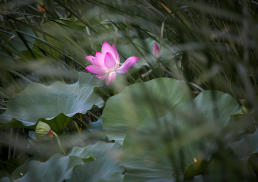 圓明園荷花高清圖