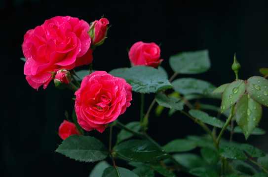 月季花