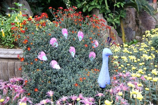 菊花