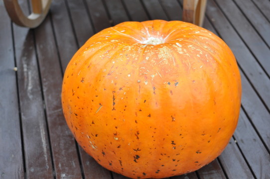 一個(gè) 大南瓜 蔬菜 種植 農(nóng)田