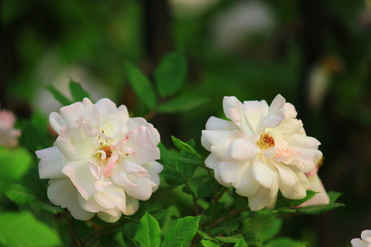 鮮花怒放