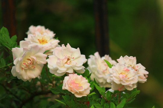 盛開的花朵