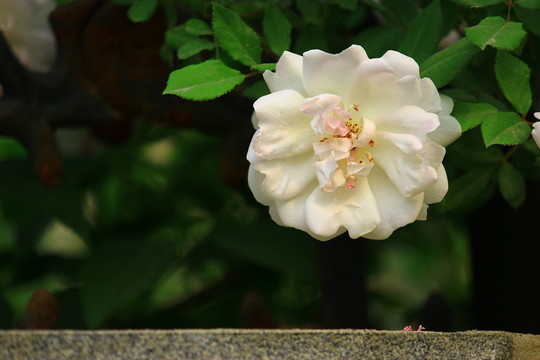 花語