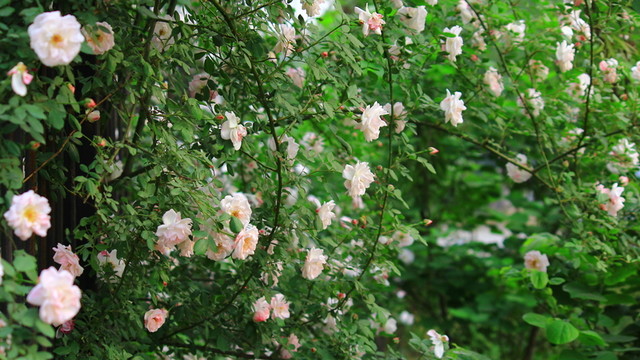 花團(tuán)錦簇