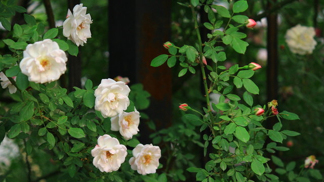 夢幻花園
