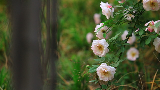 盛開的花朵