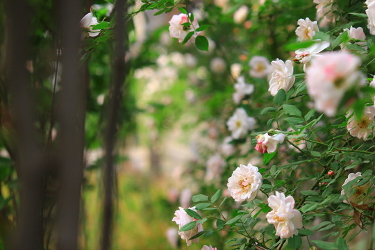夢中的花園
