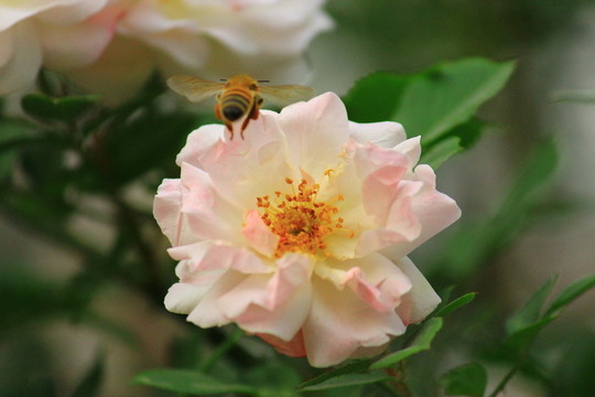 采花的蜜蜂