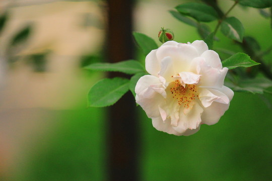 春天的花朵