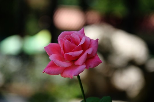 月季花