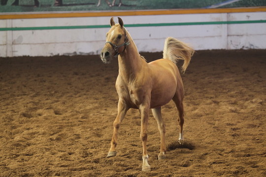 汗血寶馬