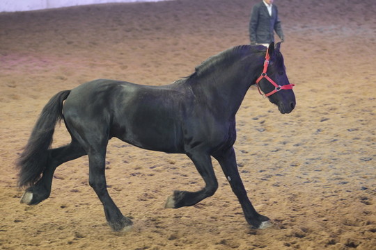 安達(dá)盧西亞馬