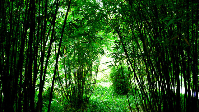 竹林