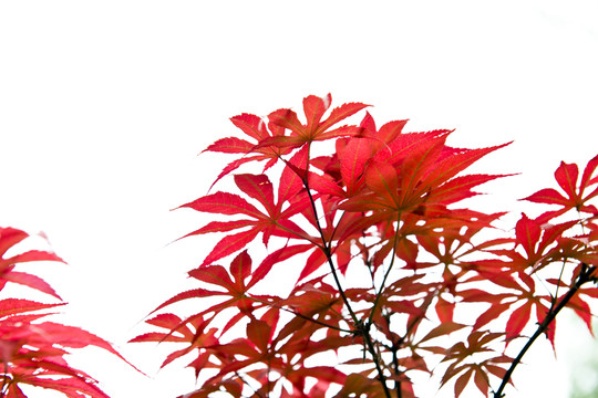 紅楓葉
