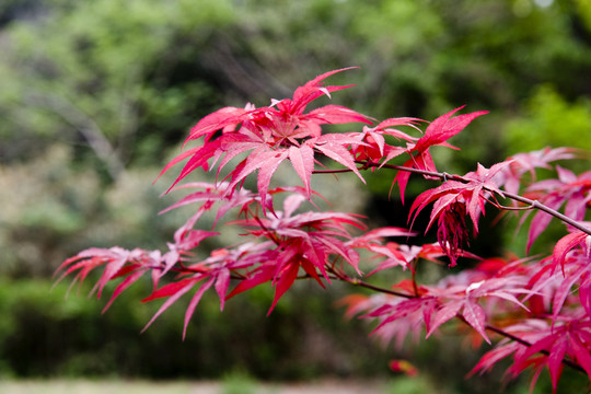 紅楓葉