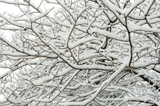 雪覆蓋的樹枝