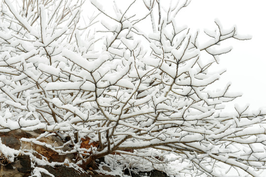 雪覆蓋的樹(shù)枝