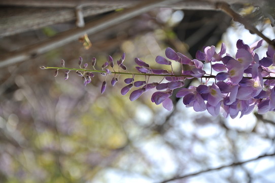 紫藤花開