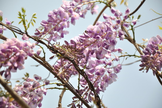 紫藤花開(kāi)