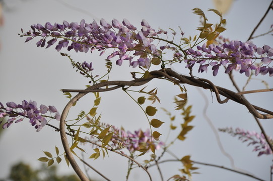 紫藤花開