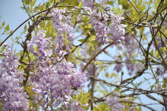 紫藤花開