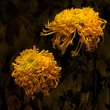 畫意菊花