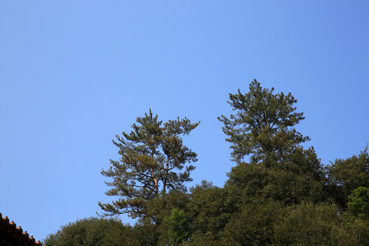 青山松樹(shù)藍(lán)天