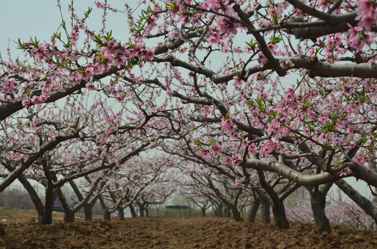 桃花盛開