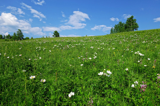 原野山花