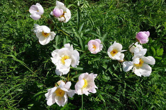 芍藥花
